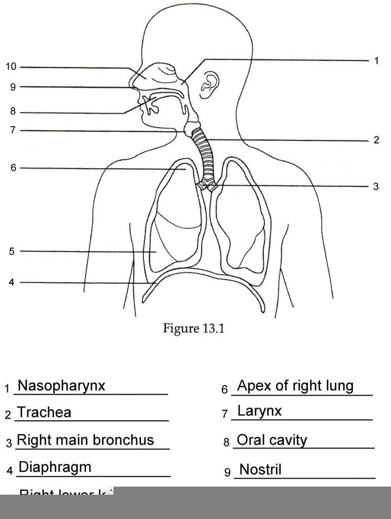 Human Anatomy Labeling Worksheets Respiratory Anatomy Labeling Quiz 