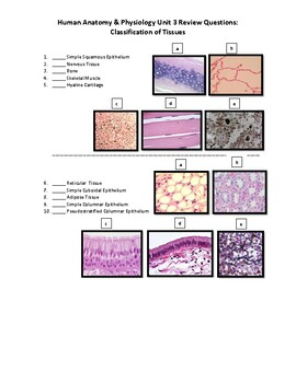 Human Anatomy Physiology Review Worksheet Body Tissues Virtual 