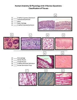 Human Anatomy Physiology Unit 3 Part 2 Review Worksheet Body Tissues