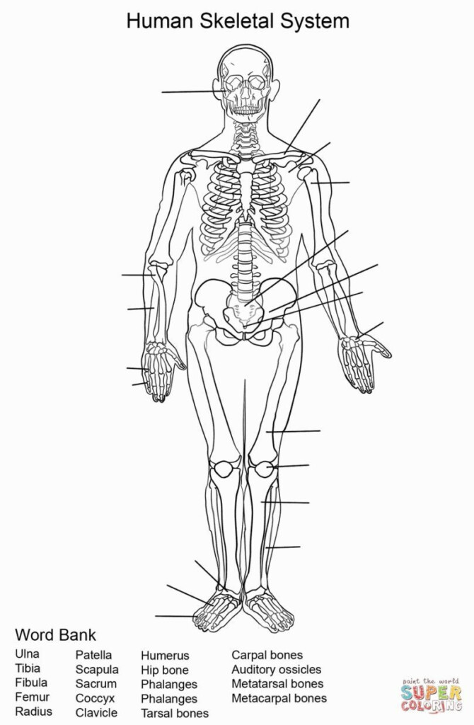 Human Anatomy Printable Worksheets Anatomy Worksheets