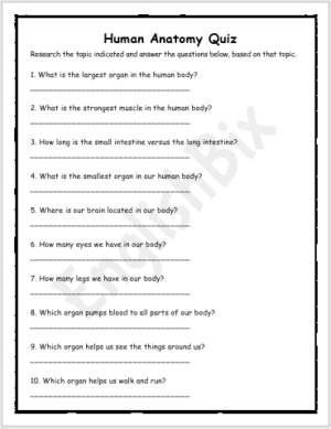 Human Anatomy Quiz Questions Worksheet EnglishBix