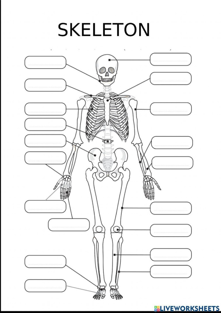 Human Anatomy Skeleton Labeling Worksheets In 3 Levels Worksheets 