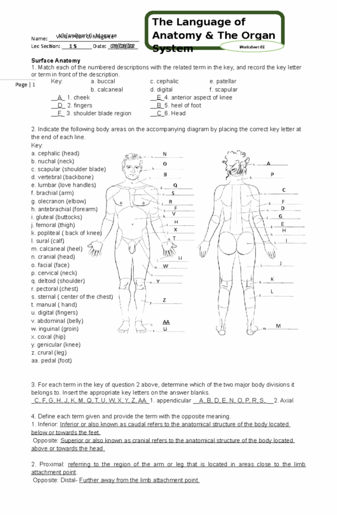 Human Anatomy Worksheet 1 Anatomy The Organ System Worksheet 01 