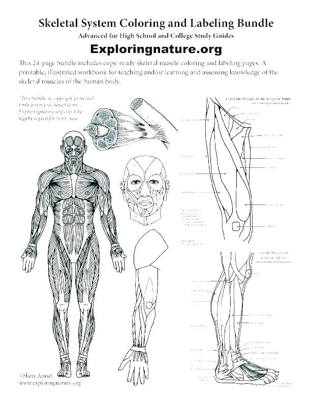Human Anatomy Worksheet For College