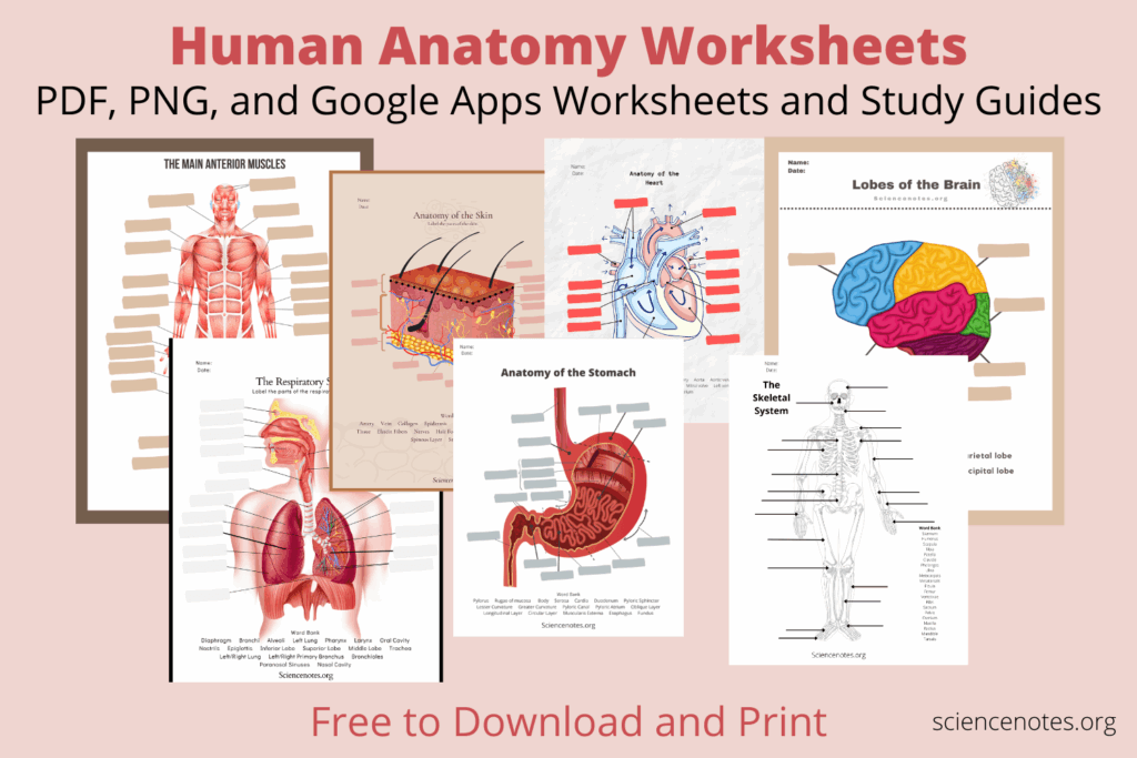 Human Anatomy Worksheets And Study Guides Worksheets Library