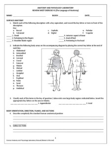 Human Anatomy Worksheets And Study Guides Worksheets Library