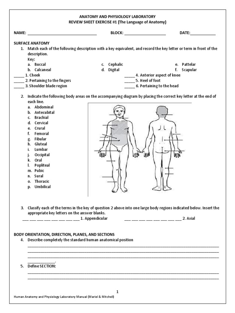 Human Anatomy Worksheets And Study Guides Worksheets Library