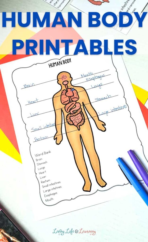 Human Anatomy Worksheets For Kids Printable Worksheets