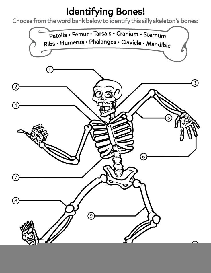Human Anatomy Worksheets For Kindergarten Anatomy Worksheets