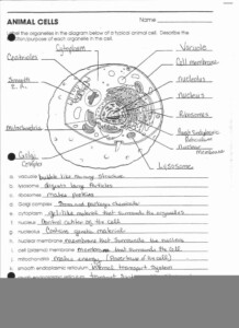 Human Anatomy Worksheets For Middle School Anatomy Worksheets