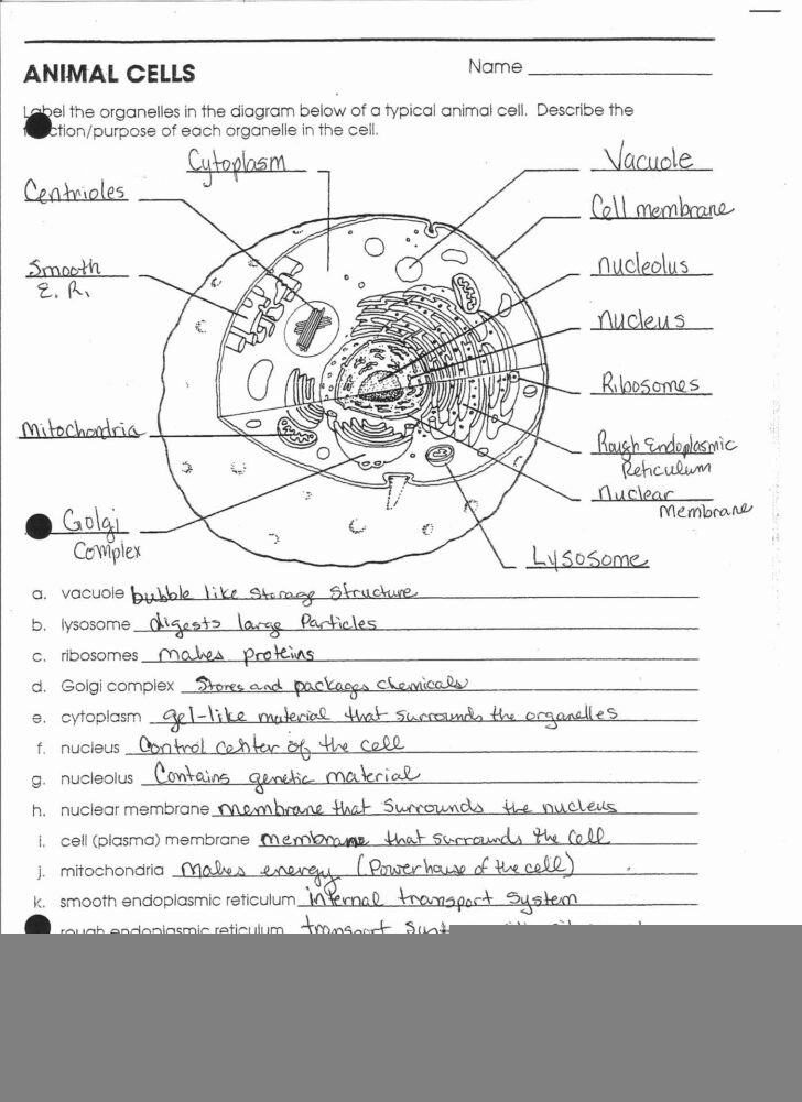 Human Anatomy Worksheets For Middle School Anatomy Worksheets
