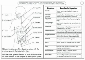 Human Anatomy Worksheets For Middle School Anatomy Worksheets