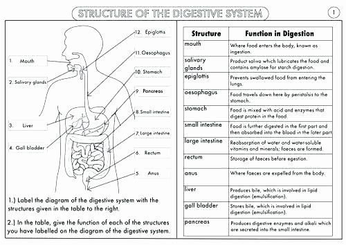 Human Anatomy Worksheets For Middle School Anatomy Worksheets