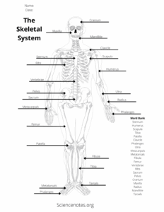 Human Anatomy Worksheets Printable Worksheets