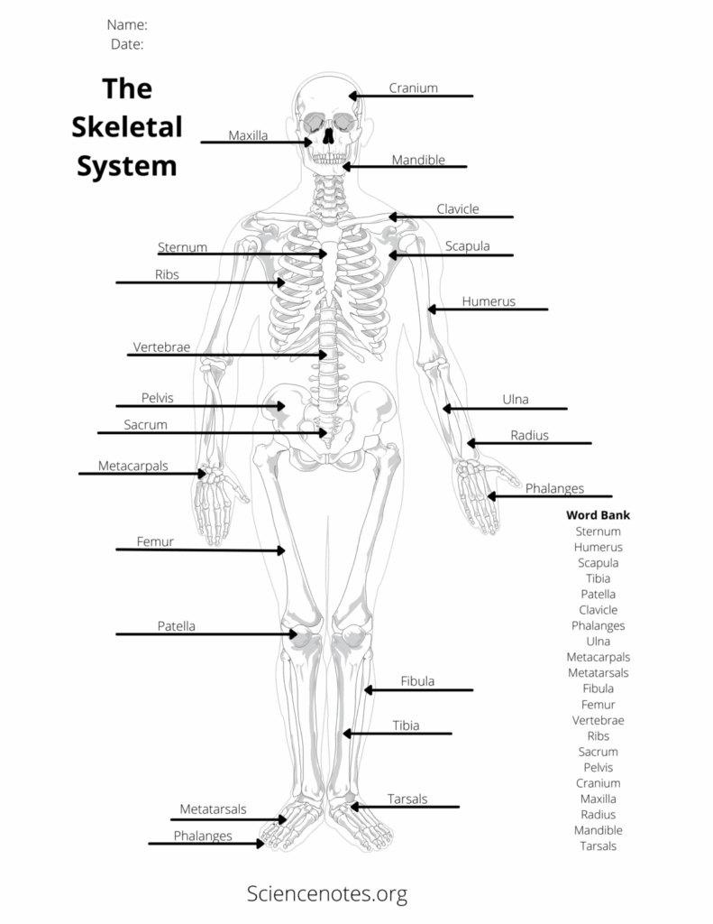 Human Anatomy Worksheets Printable Worksheets