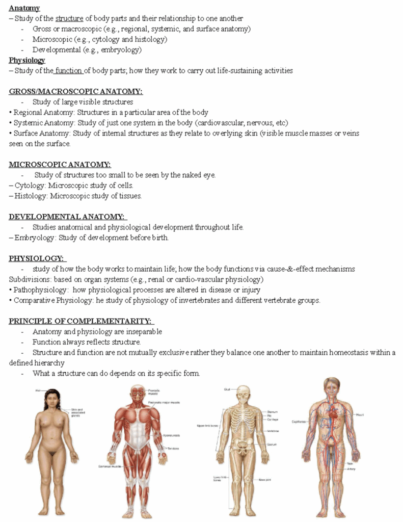 Human Body Chapter 1 Anatomy Study Of The Structure Of Body Parts And 