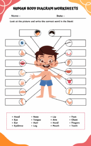 Human Body Parts For Kids Worksheets