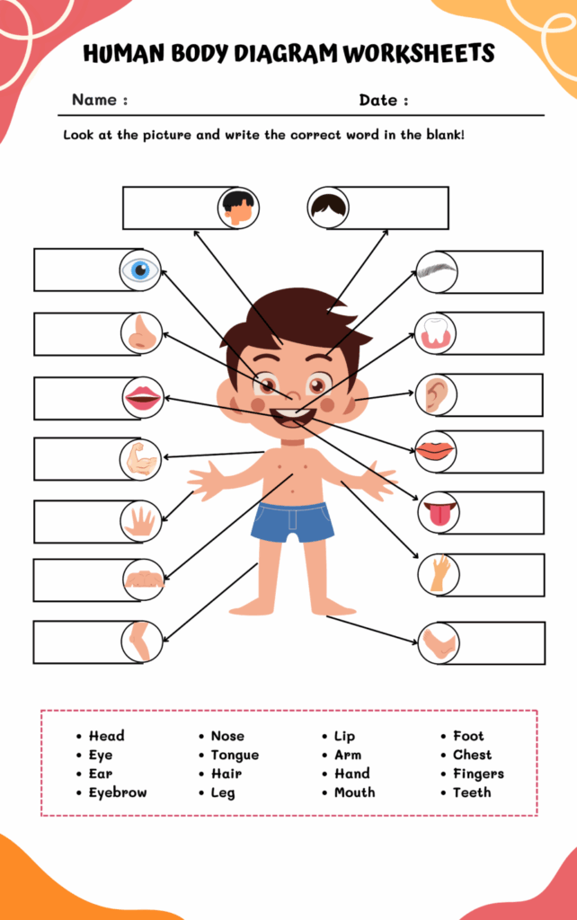 Human Body Parts For Kids Worksheets