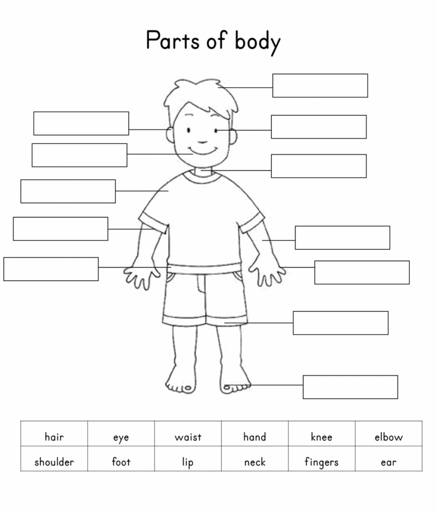 Human Body Parts Worksheet Name The Body Parts
