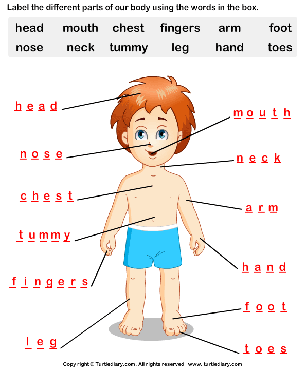 Human Body Parts Worksheet Turtle Diary