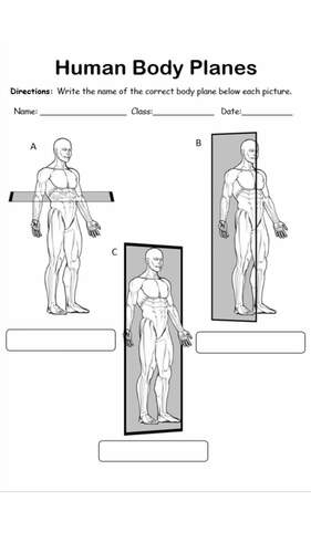 Human Body Planes Labeling Worksheets Worksheets Library