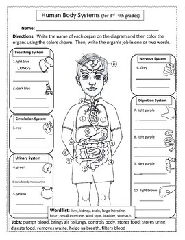 Human Body Systems For 3rd And 4th Grades By Biology Buff TPT