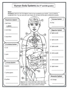 Human Body Systems for 5th And 6th Grades By Biology Buff TPT