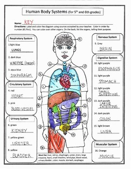 Human Body Systems for 5th And 6th Grades By Biology Buff TPT