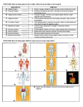 Human Body Systems Worksheet Review Test TpT