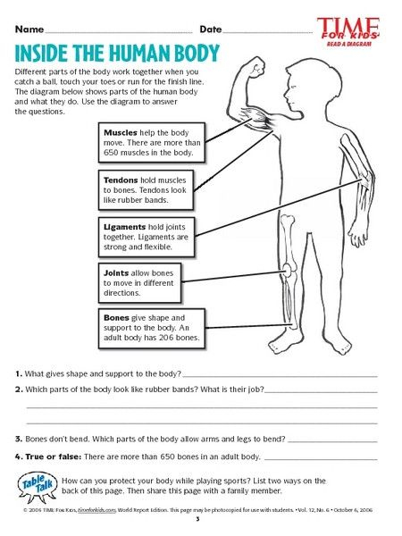 Human Body Worksheets 3rd Grade