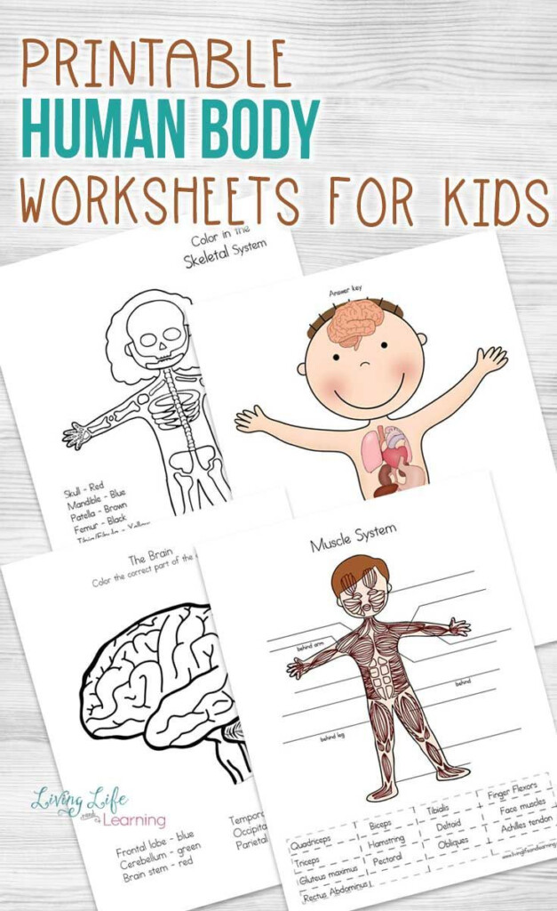 Human Body Worksheets For Kids Homeschool Education Kindergarten 