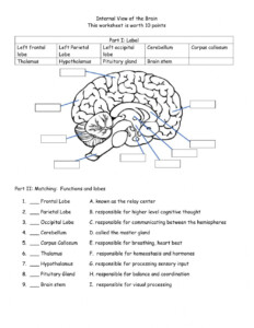 Human Brain Anatomy Worksheet Anatomy Worksheets