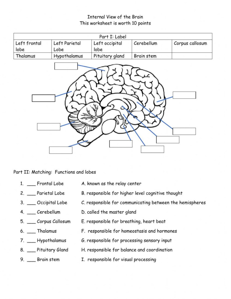 Human Brain Anatomy Worksheet Anatomy Worksheets