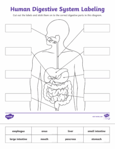 Human Digestive System Labeling Worksheet