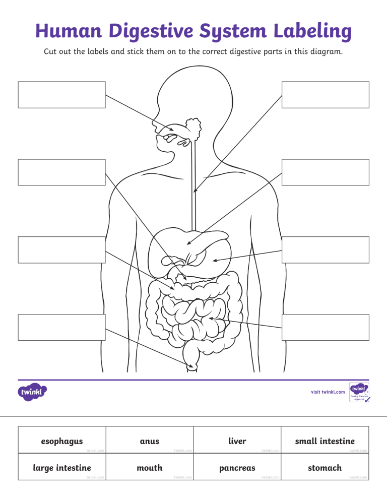 Human Digestive System Labeling Worksheet