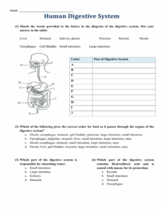 Human Digestive System Worksheet Anatomy Function