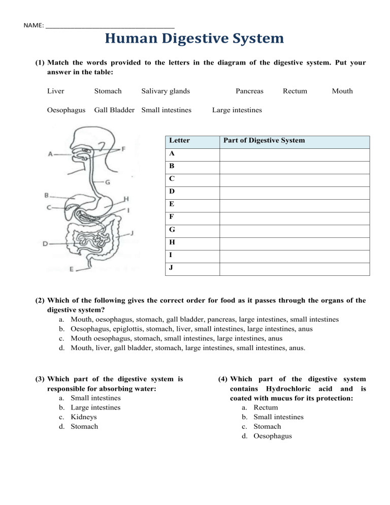 Human Digestive System Worksheet Anatomy Function