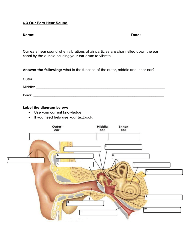Human Ear Anatomy Function Worksheet
