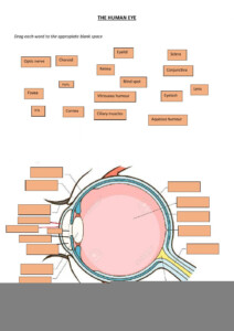 Human Eye Anatomy Worksheet Anatomy Worksheets