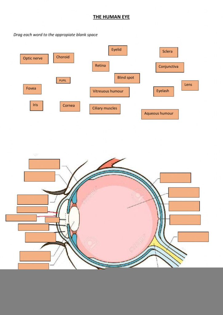 Human Eye Anatomy Worksheet Anatomy Worksheets