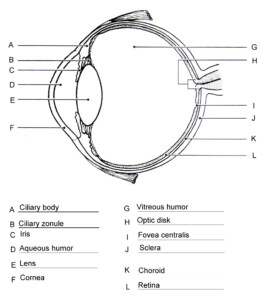 Human Eye Anatomy Worksheets Printable Worksheets