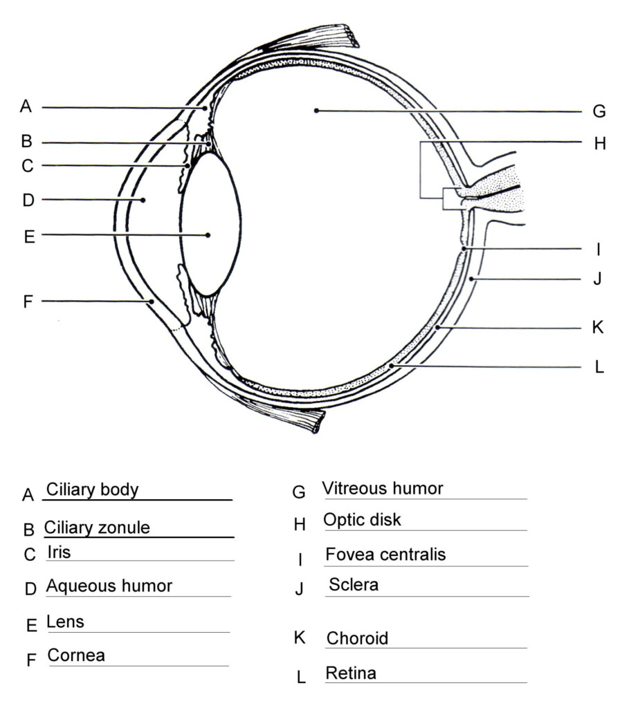 Human Eye Anatomy Worksheets Printable Worksheets