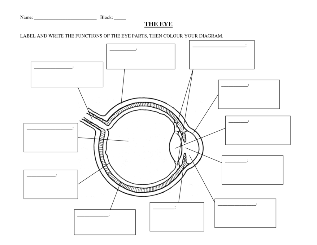 Human Eye Diagrams With The Unlabeled Anatomy Worksheets