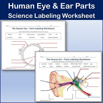 Human Eye Ear Diagram Labeling Worksheet Science By TechCheck Lessons