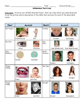 Human Genetic Traits Worksheet