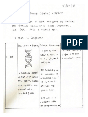 Human Genetics Worksheet PDF Worksheets Library
