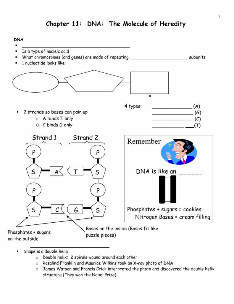 Human Heredity Worksheet Answers