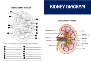 Human Kidney Worksheet For Labelling And Coloring By KKTPTstore TPT