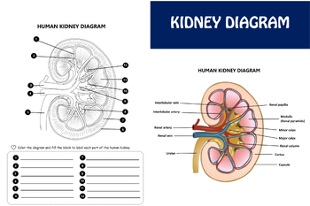Human Kidney Worksheet For Labelling And Coloring By KKTPTstore TPT