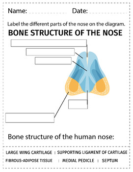 Human Nose Parts Labeling Worksheet Anatomy Of The Nose Science 